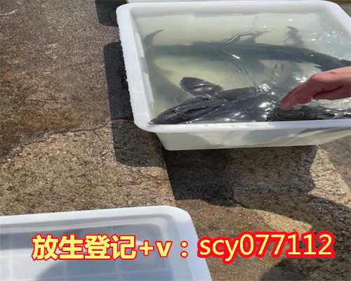 怎样放生牛，放生要怎样选择日子？