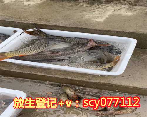 广州适合放生的水域鱼类，广东省佛教协会会长扩大会议在广州召开
