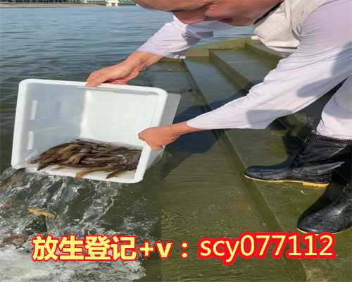 深圳养殖的泥鳅放生可以活吗