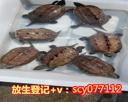 堕胎放生回向文怎么念