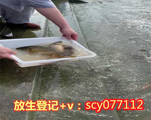 厦门爱心放生网（厦门从高处放生泥鳅有什么果报）